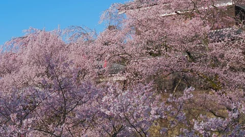 Ueda castle and Cherry Blossoms in Nagano, Japan : tilt, pan Stock Footage 106146496