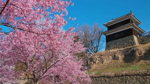 Ueda castle and Cherry Blossoms in Nagano, Japan : 스톡 동영상 106148623