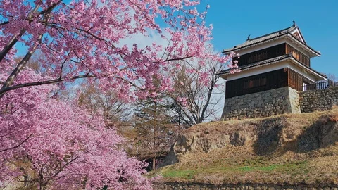 Ueda castle and Cherry Blossoms in Nagano, Japan : Stock Footage 106148794