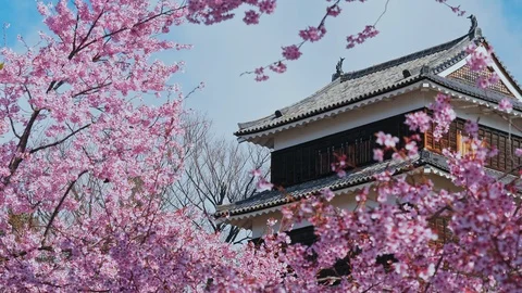 Ueda castle and Cherry Blossoms in Nagano, Japan : Stock Footage 106150745