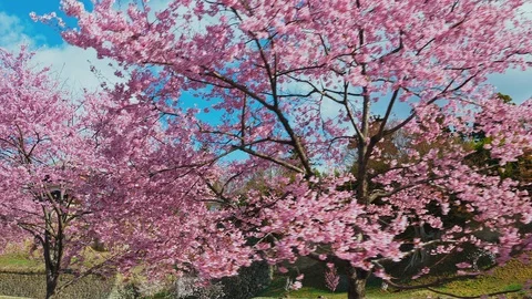 Ueda castle and Cherry Blossoms in Nagano, Japan : gimbal Stock Footage 106150853