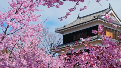 Ueda castle and Cherry Blossoms in Nagano, Japan : Stockbeeldmateriaal 106150980