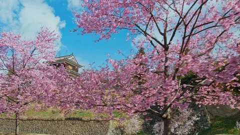 Ueda castle and Cherry Blossoms in Nagano, Japan : gimbal Stock Footage 106151738