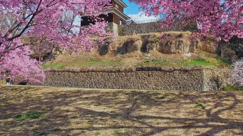 Ueda castle and Cherry Blossoms in Nagano, Japan : gimbal Stock Footage 106152217