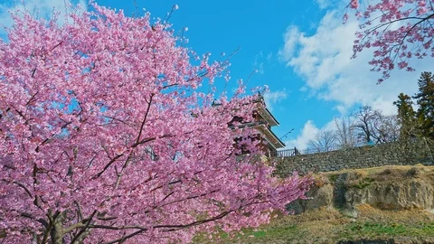 Ueda castle and Cherry Blossoms in Nagano, Japan : gimbal Stock Footage 106152293