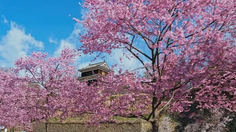 Ueda castle and Cherry Blossoms in Nagano, Japan : gimbal Stock Footage 106152572