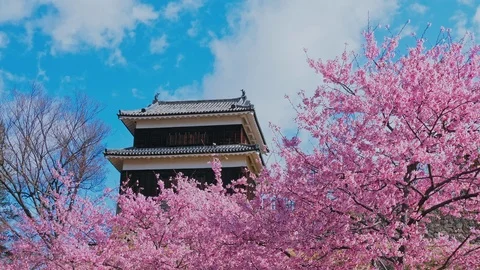 Ueda castle and Cherry Blossoms in Nagano, Japan : tilt, pan Stock Footage 106154391