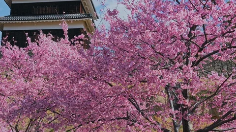 Ueda castle and Cherry Blossoms in Nagano, Japan : tilt, pan Видео 106154545