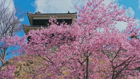 Ueda castle and Cherry Blossoms in Nagano, Japan : Stock Footage 106155229