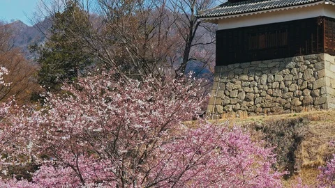 Ueda castle and Cherry Blossoms in Nagano, Japan : tilt, pan Stock-Footage 106155366