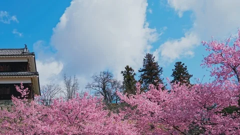 Ueda castle and Cherry Blossoms in Nagano, Japan : tilt, pan Stock Footage 106155625