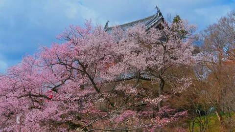Ueda castle and Cherry Blossoms in Nagano, Japan : Video stock 106156185