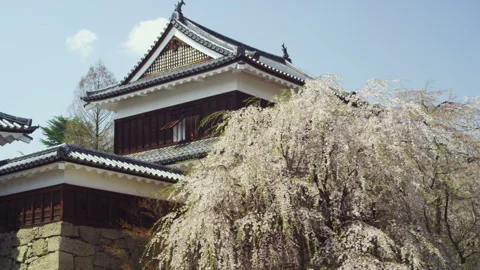 Ueda Castle Ruins Park Cherry Blossoms Stock Footage 332799807