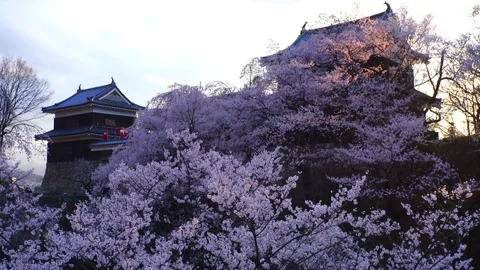 Ueda Castle's Thousand Cherry Blossoms and the Sunset's Dappled Light 库存影片 330990435