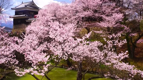 Ueda Castle's Thousand Cherry Blossoms and Honmaru Moat Stock Footage 330990543