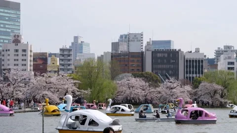 Ueno's Shinobazu Pond during cherry blossom season. Stock Footage