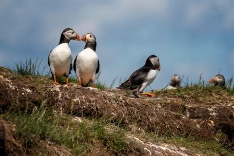 Uffins stand outside burrows where they are rearing their young Stock Photos