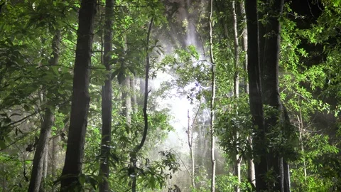 UFO Lights in the Forest 스톡 동영상 106497512