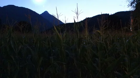 UFO over a corn crop Stock Footage 67263237