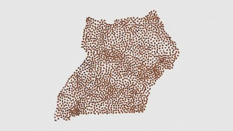 Uganda Coffee Beans Stock Footage 152735138