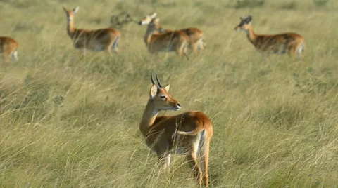 Uganda Kob in Queen Elizabeth National Park (Kobus kob thomasi), Uganda, Africa Stock Footage 59889786