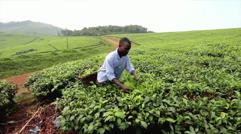 Ugandan Man Picks Tea from Bushes in Uganda, Africa. Stock Footage