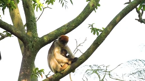 Ugandan red colobus on tree Stock Footage 299346466
