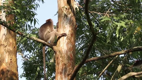 Ugandan red colobus on tree,2023 Stock Footage 299346770