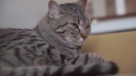 UGC video of lazy cat napping on sofa Stock Footage 336100368