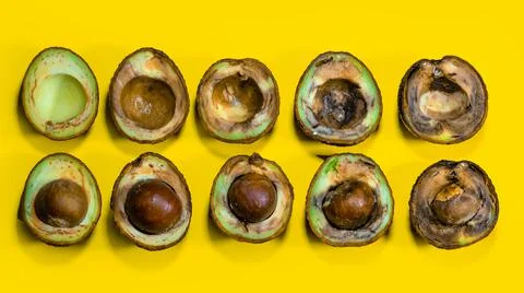Ugly Avocado on Yellow background. Evolution of Ripening Avocado tropical Fru Stock Photos
