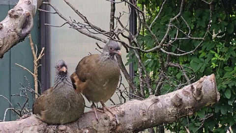 An ugly Chachalaca bird Stock Footage 296836877