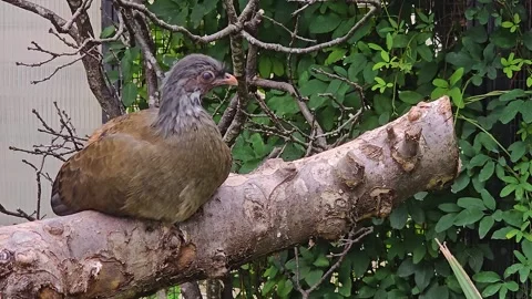 An ugly Chachalaca bird Stock Footage 296846787
