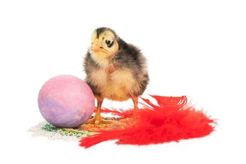 Ugly chick, egg and feather Stock Photos