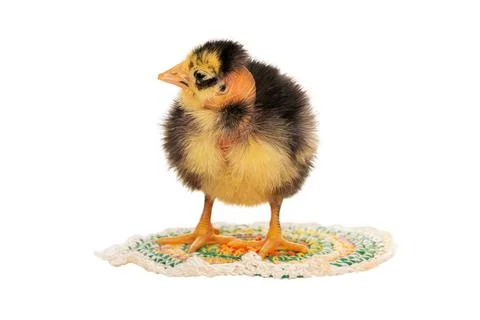 Ugly chick on a rug Stock Photos