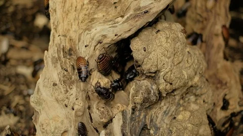 Ugly cockroach Stock Footage 96417013