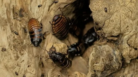 Ugly cockroach Stock Footage 96417038