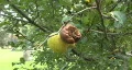 Ugly Crab Apples HD Footage