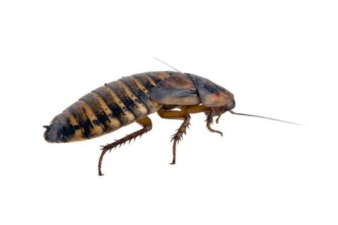 Ugly dead roach isolated over white Stock Photos