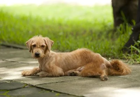 Ugly Dog Stock-Fotos