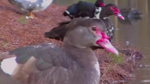 Ugly Duck Stock Footage 583311
