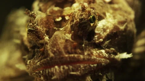 Ugly Fish with big eye 2 Video stock 40803280