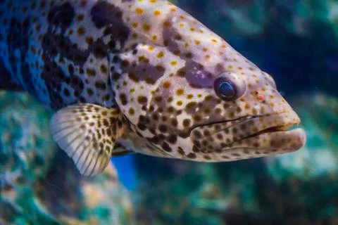 Ugly fish Stock Photos