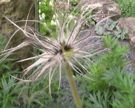 Ugly flower Stock Footage 8692172