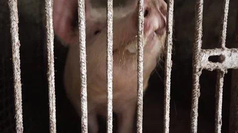 The ugly pig sniffs behind the cage Stock Footage 258892652