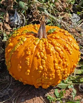 Ugly Pumpkin Stock Photos