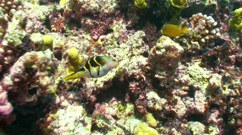 Ugly reef fish Stock Footage 332223