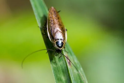 Ugly roach crawling on leaf Stock Photos