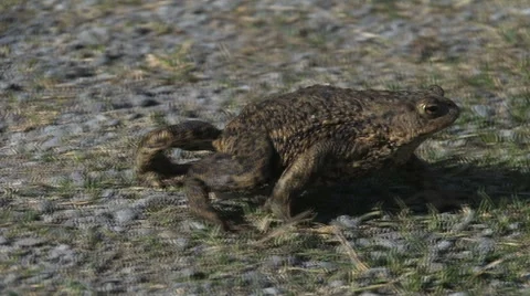 An ugly toad Stock Footage 62769600