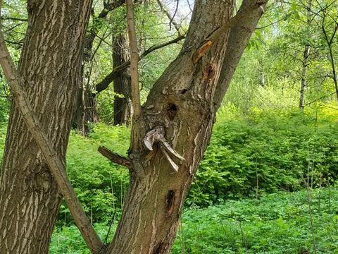 An ugly tree trunk with a broken branch in a green park in spring Stock Photos