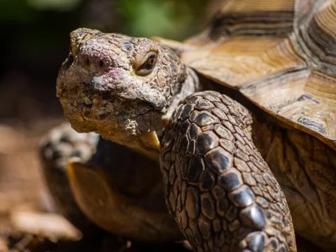 Ugly Turtle Looking at Camera Stock Photos